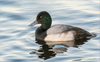 Greater Scaup - Photo (c) Анна Голубева, some rights reserved (CC BY-NC-ND), uploaded by Анна Голубева