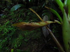 Tillandsia multicaulis