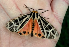 Apantesis parthenice