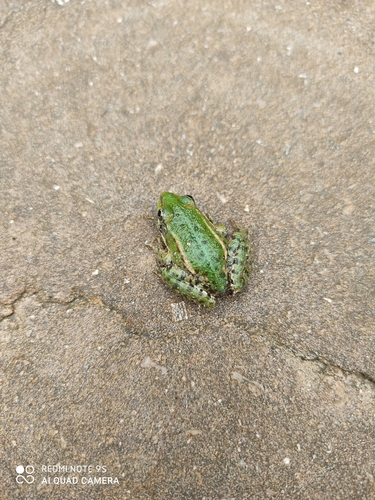 Iberian Frog, Rana iberica