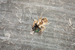 Menemerus semilimbatus