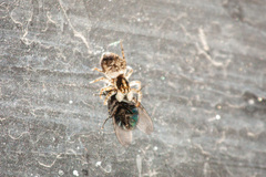 Menemerus semilimbatus