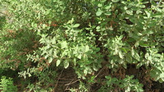 Pluchea dioscoridis