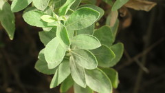 Pluchea dioscoridis