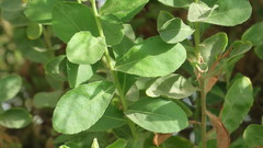 Pluchea dioscoridis