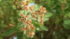 Pluchea dioscoridis