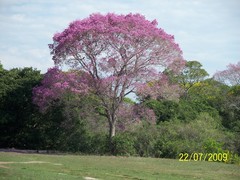 Handroanthus heptaphyllus