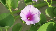 Ipomoea pes-caprae