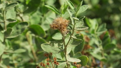 Pluchea dioscoridis