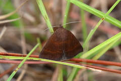 Argyrostrotis deleta