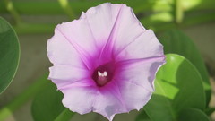 Ipomoea pes-caprae