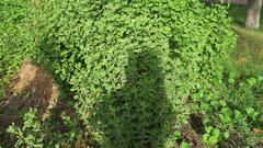 Pluchea dioscoridis