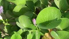 Ipomoea pes-caprae