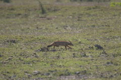 Vulpes bengalensis