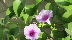 Ipomoea pes-caprae