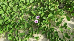 Ipomoea pes-caprae