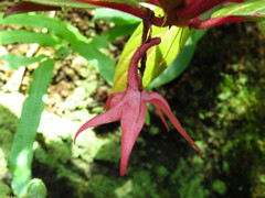Columnea schiedeana