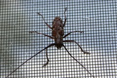 Monochamus titillator