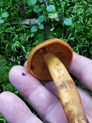 Cortinarius malicorius