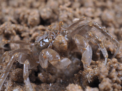 Scopimera longidactyla