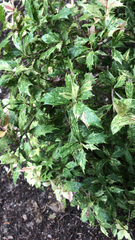Osmanthus heterophyllus