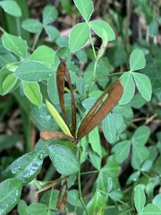 Argyrolobium tomentosum