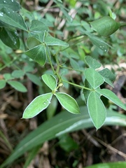 Argyrolobium tomentosum