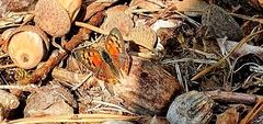Lycaena phlaeas