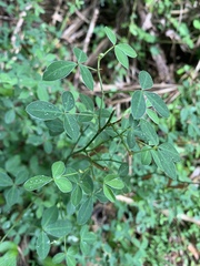 Argyrolobium tomentosum