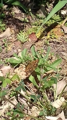 Metisella metis metis