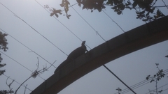 Penelope superciliaris