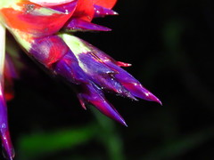 Tillandsia leiboldiana