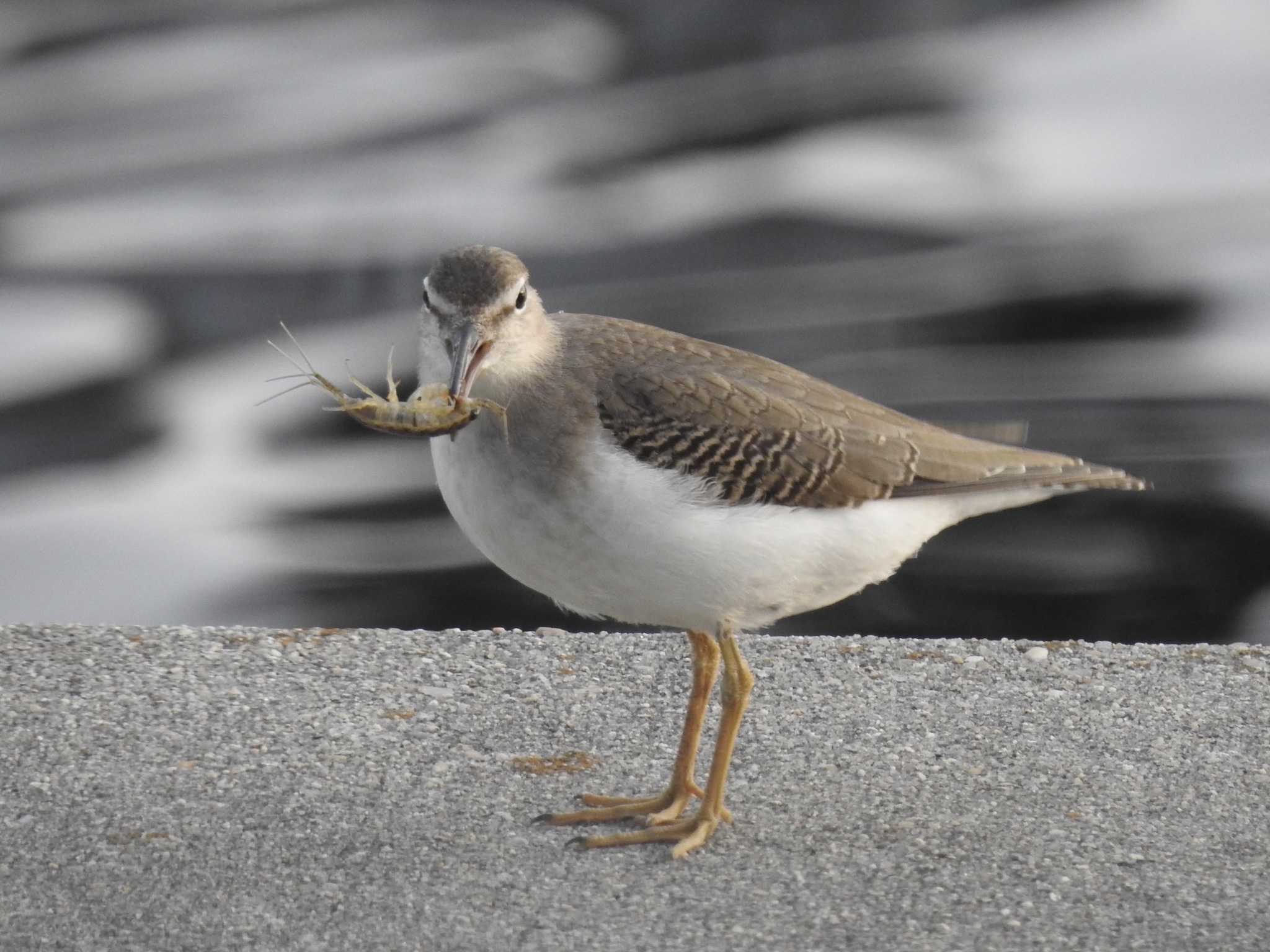 Spotted Sandpiper (Actitis macularius)