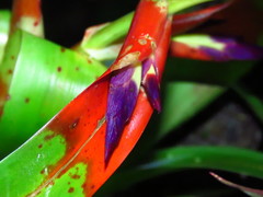 Tillandsia leiboldiana