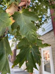 Acer