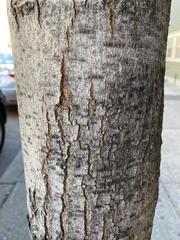 Acer