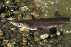 Spotted Spiny Dogfish photo 4