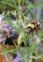 Anthophora bomboides