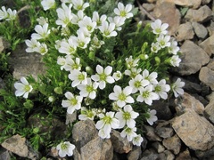 Pseudocherleria macrocarpa