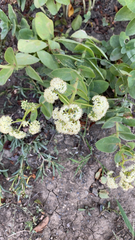 Hylotelephium maximum