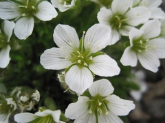 Pseudocherleria macrocarpa