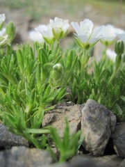 Pseudocherleria macrocarpa