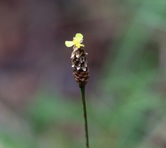 Xyris stricta