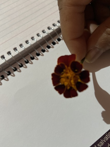 Mexican Marigold