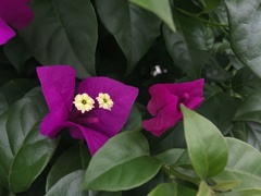 Bougainvillea glabra
