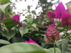 Bougainvillea glabra