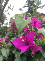 Bougainvillea glabra