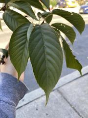 Prunus serrulata