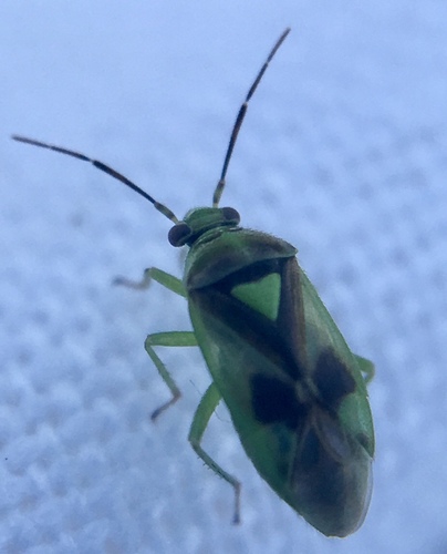 Orthops campestris photo 2