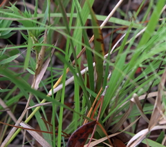 Xyris stricta